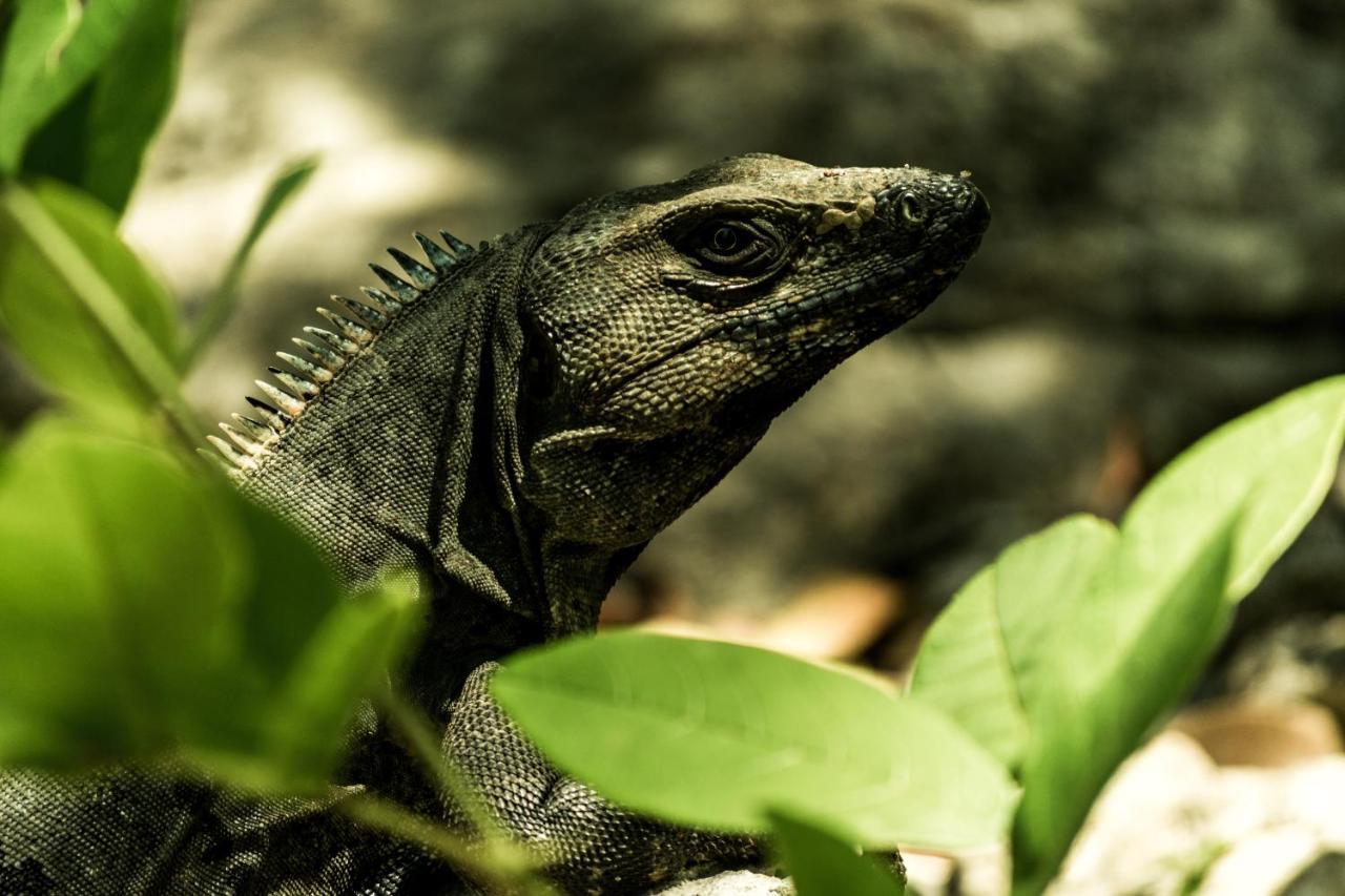 Lobo Inn Tulum Eksteriør billede