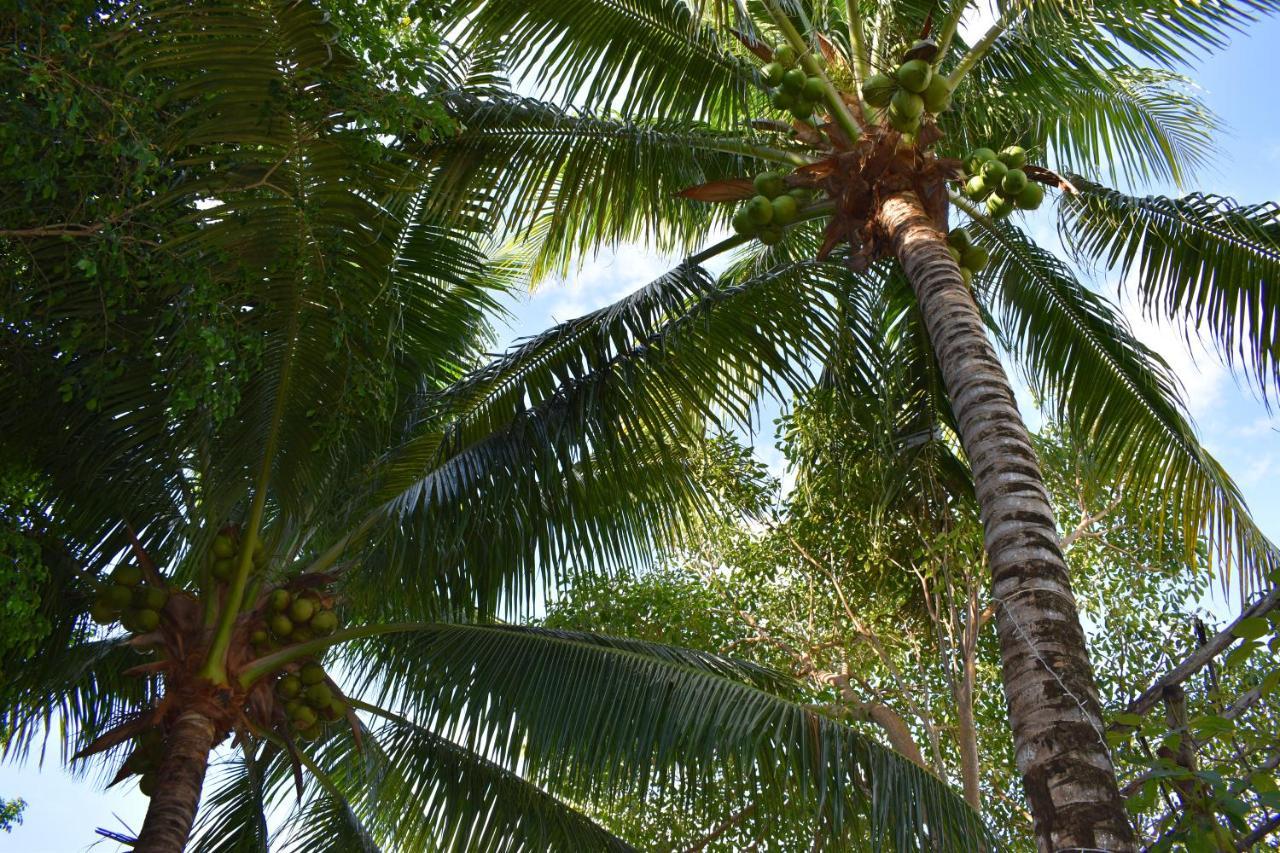 Lobo Inn Tulum Eksteriør billede